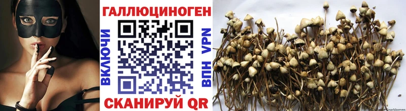 Галлюциногенные грибы мицелий  Купить закладки  Александровское 